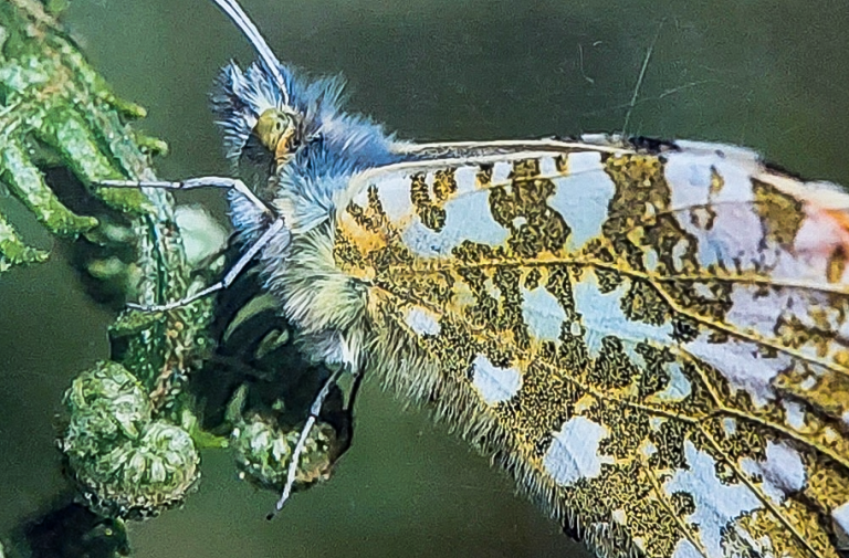 EXPO NATURE – PROJET SAINBIOTE